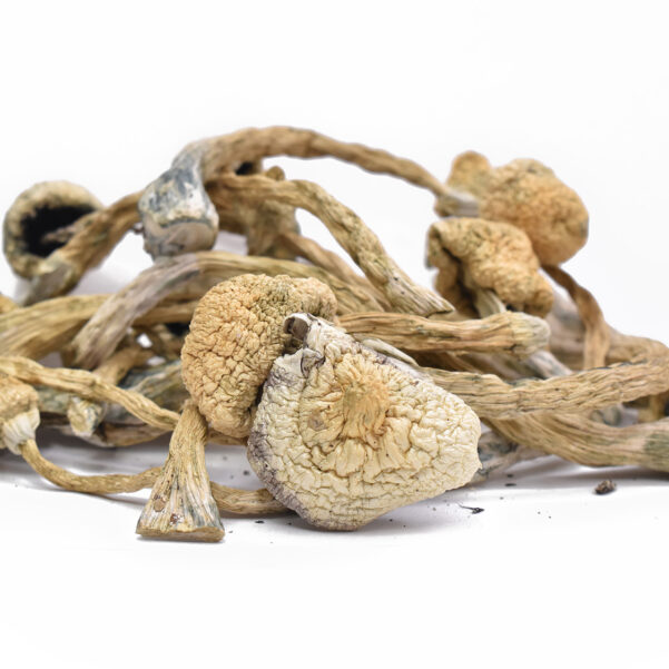 buy Lyophilized Albino Treasure Coast Magic Mushrooms online UK