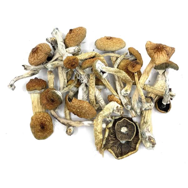 buy Lyophilized Blue Meanie Magic Mushrooms online UK