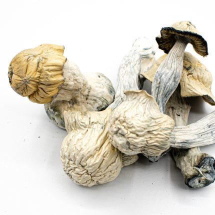 buy Lyophilized Blue Pulaski Magic Mushrooms online UK