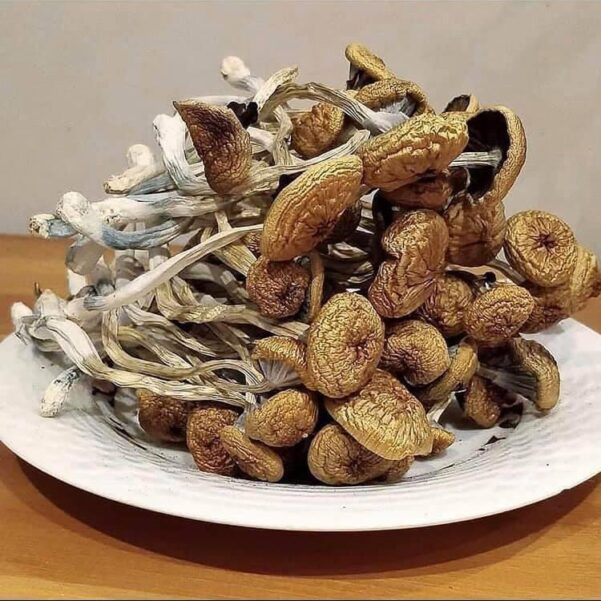 buy Golden teacher mushroom online UK