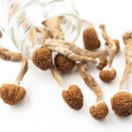 Enigma Magic Mushrooms