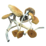 Blue Goba Magic Mushrooms