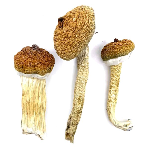 Buy Enigma Magic Mushrooms online UK